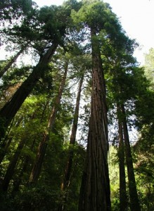 Muir_woods_redwoods