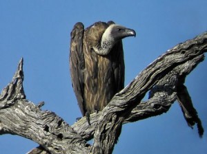 08082008_vulture