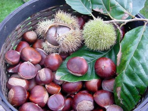 chestnut_200