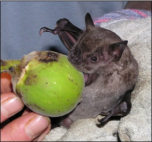 fig_eating_bat_mikecastle