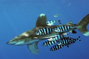 Carcharhinus_longimanus_1